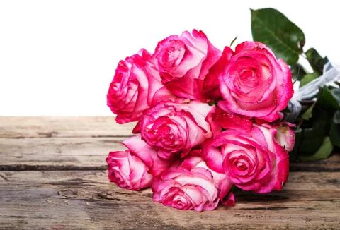 Fresh pink roses on white Stock Photos