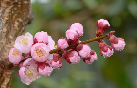 Fresh, pink, soft spring cherry tree blossoms Free Stock Photos