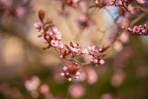 Fresh, pink, soft spring cherry tree blossoms on pink bokeh background. Stock Photos