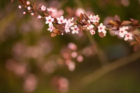 Fresh, pink, soft spring cherry tree blossoms on pink bokeh background. Stock Photos