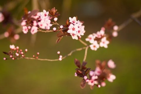 Fresh, pink, soft spring cherry tree blossoms on pink bokeh background. 스톡 사진