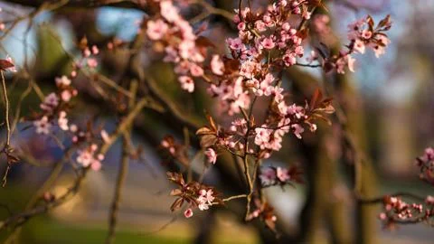 Fresh, pink, soft spring cherry tree blossoms on pink bokeh background. Stock Photos