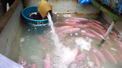 Fresh pink tilapia Vidéo 332042746