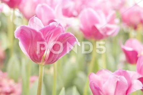 Fresh pink tulips Stock Photos