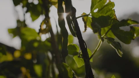 Fresh plant sun Stock Footage 262575821