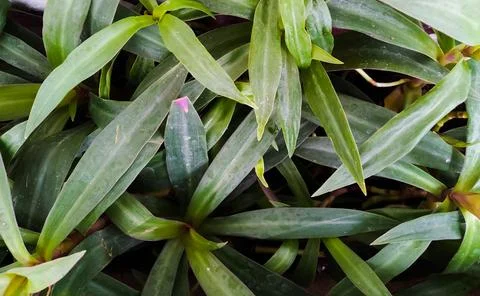 Fresh Plants 1 Stock Photos