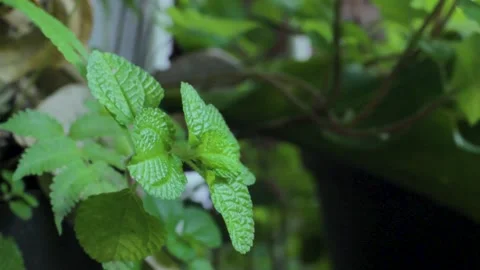 Fresh plants with bokeh background Stock Footage 240364078