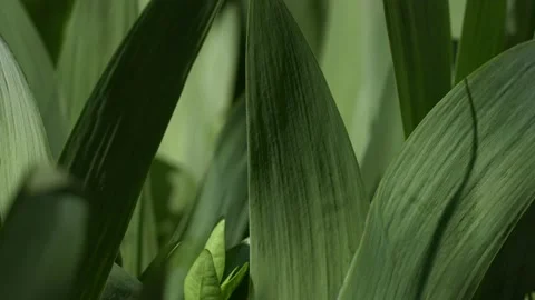 Fresh plants on the estate. Stock Footage 186824359