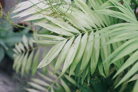 Fresh plants Stock Photos