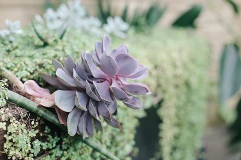 Fresh plants Stock Photos