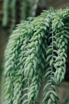 Fresh plants Stock Photos
