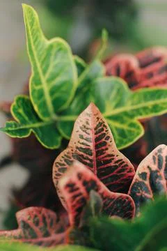 Fresh plants Stock Photos