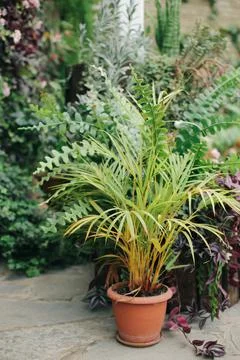 Fresh plants Stock Photos