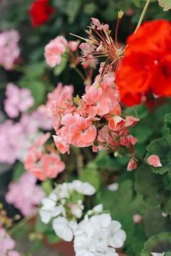 Fresh plants Stock Photos