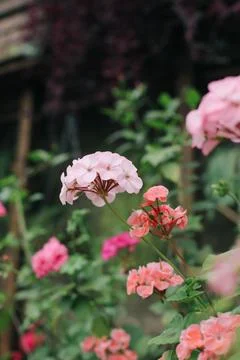 Fresh plants Stock Photos