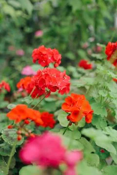 Fresh plants Stock Photos