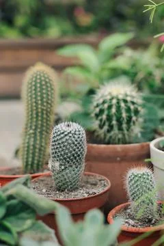 Fresh plants Stock Photos