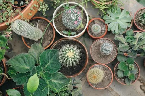 Fresh plants Foto stock