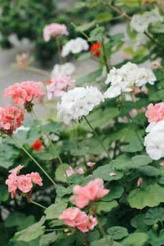 Fresh plants Stock Photos