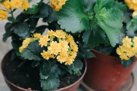Fresh plants Foto stock