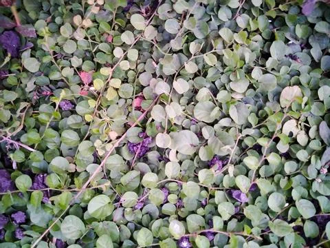Fresh Plants Stock Photos