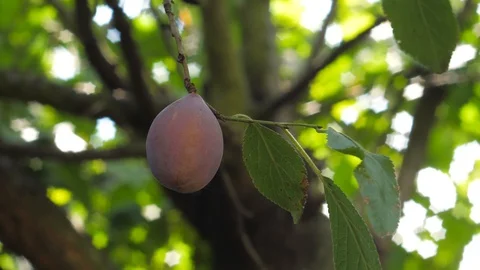 Fresh plum on the tree Stock Footage 101727265
