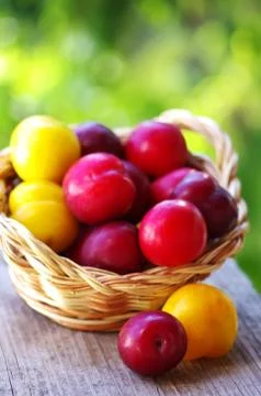 Fresh plums in the basket on table Stock Photos