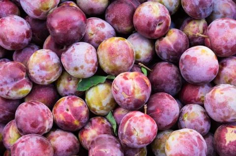Fresh plums on display 写真素材