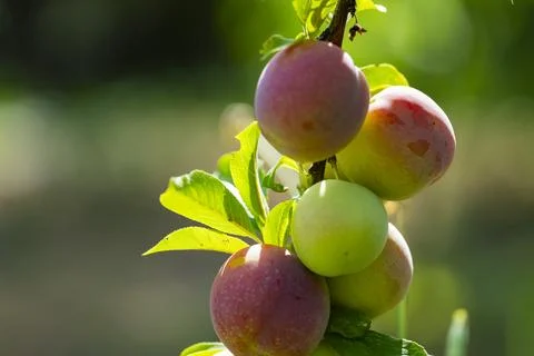Fresh Plums Growing on Tree in Summer Sun Stock Photos