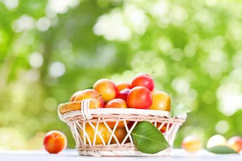 Fresh plums Stock Photos