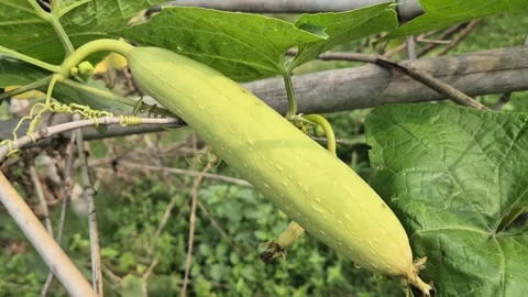 Fresh Pointed Gourd Hanging On Vine In Organic Farm Field Close Up Shot Stock Footage 342800245