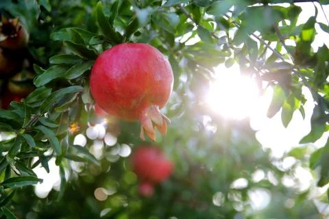Fresh pomegranate on the tree Stock Photos
