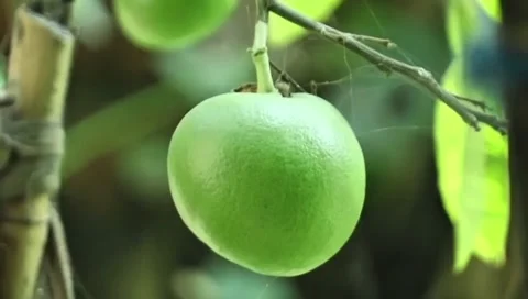 Fresh Pomelo Fruit on Tree with Dew Drops Stock Footage 308739313