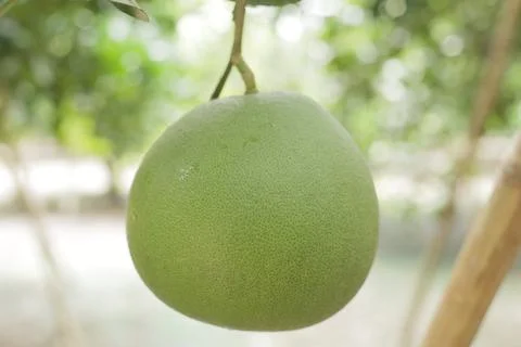 Fresh Pomelo Foto stock