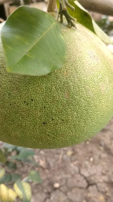 Fresh Pomelo on the Tree Stock Footage 331571851