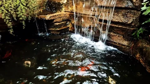Fresh Pond View. After Rain Vibrance. Post Rain Pond. Stock Footage 303466203