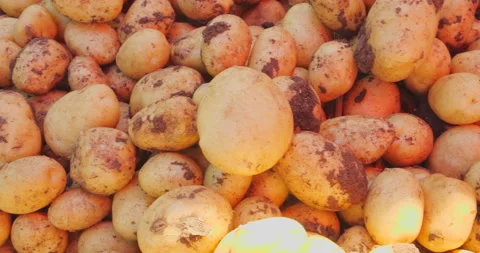 Fresh potato on table Stock Footage 144417325
