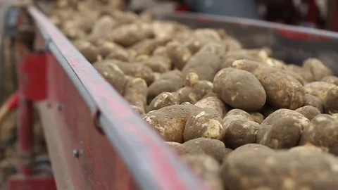 Fresh Potatoes Being Processed on Conveyor Belt in Production Facility Video stock 123393676