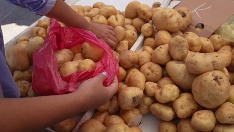 Fresh Potatoes Being Selected and Placed in a Plastic Bag 스톡 동영상 346847365