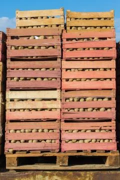 Fresh potatoes in boxes Stock Photos