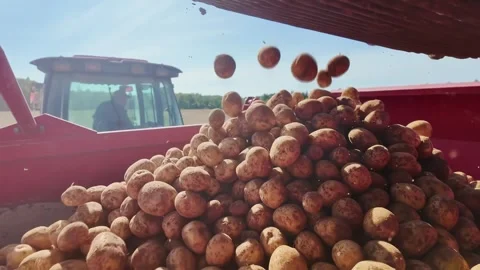 Fresh potatoes dropping into red farm trailer beside tractor under bright rural Video stock 346758029