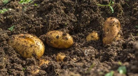 Fresh potatoes in the ground Foto stock