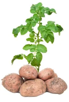 Fresh potatoes Stock Photos