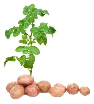 Fresh potatoes Stock Photos
