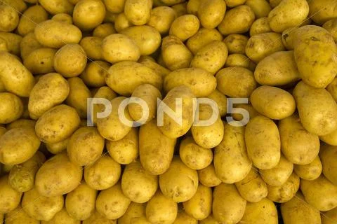 Fresh potatoes Stock Photos