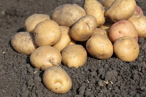 Fresh Potatoes Stock Photos