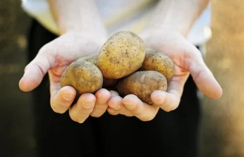 Fresh potatoes Foto stock