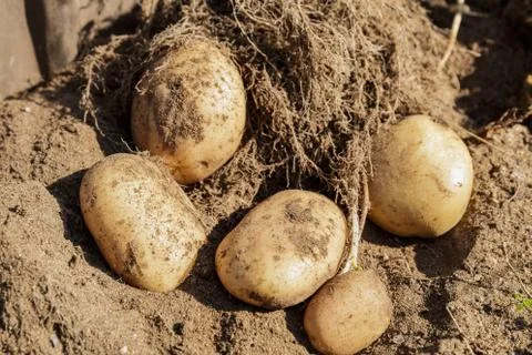 Fresh potatoes Stock Photos