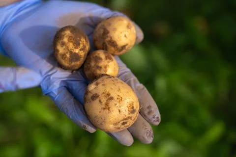 Fresh potatoes Stockfoto's