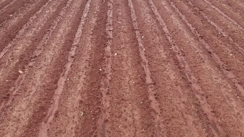 Fresh potatoes planted in red soil. aerial Stock Footage 129254710